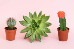 lesson4-bringing-math-to-life-in-the-classroom